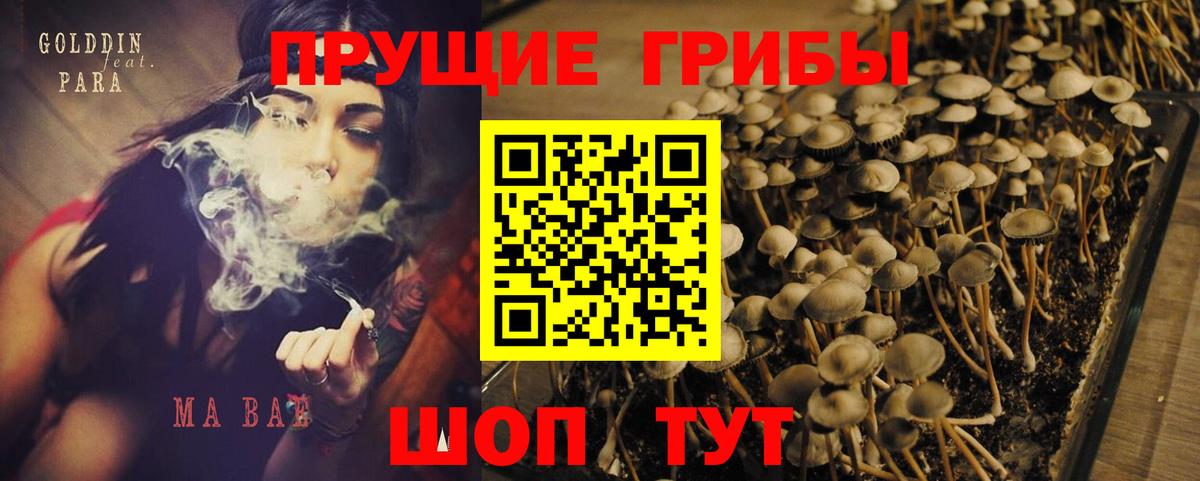 Псков  Псилоцибиновые грибы GOLDEN TEACHER  Вход с VPN  где найти наркотики  Галлюциногенные грибы GOLDEN TEACHER 